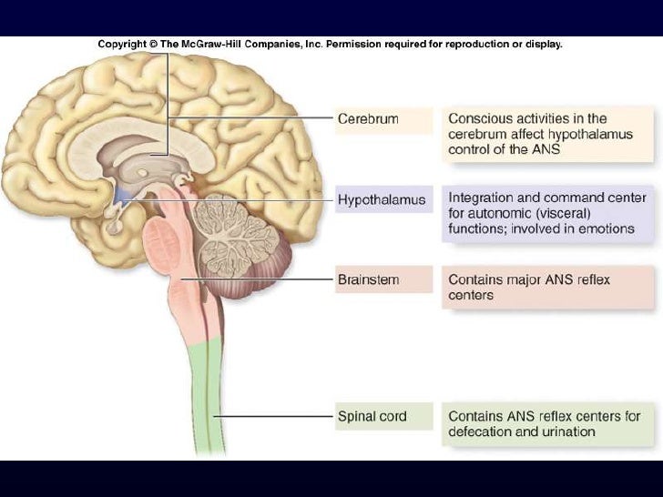 autonomic-nervous-system