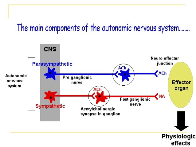 Autonomic nervous system