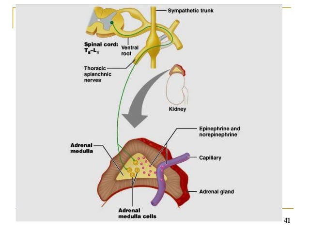 Autonomic nervous system