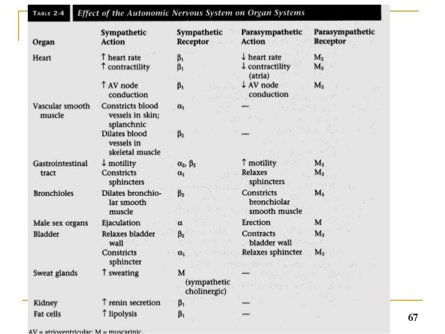 Autonomic nervous system