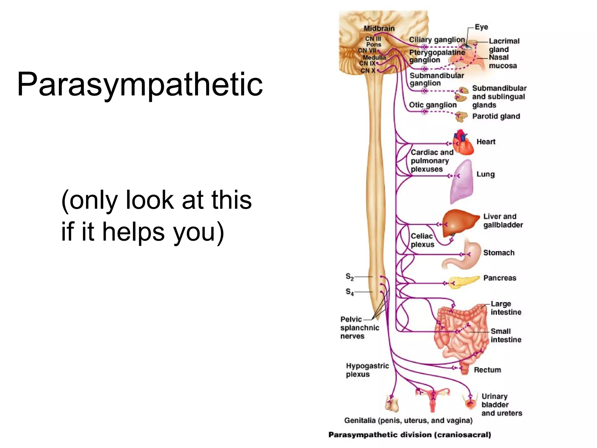 10
Parasympathetic
(only look at this
if it helps you)
 