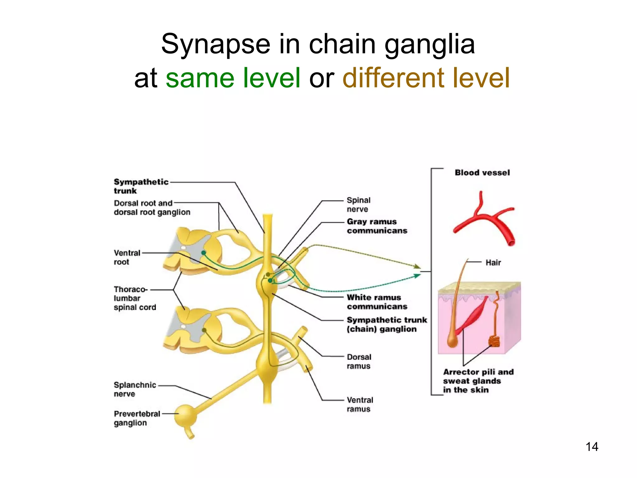 14
Synapse in chain ganglia
at same level or different level
 