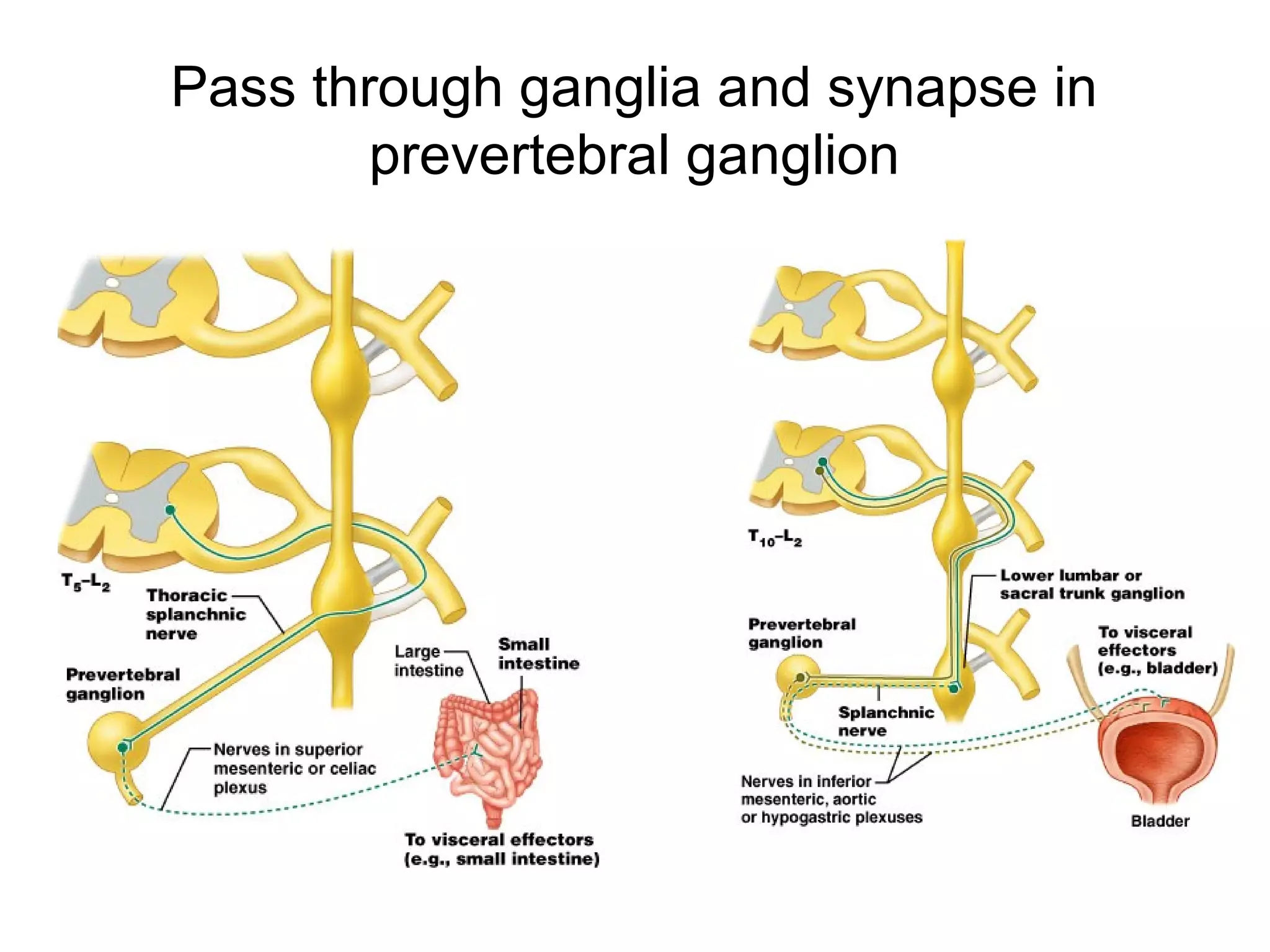 15
Pass through ganglia and synapse in
prevertebral ganglion
 