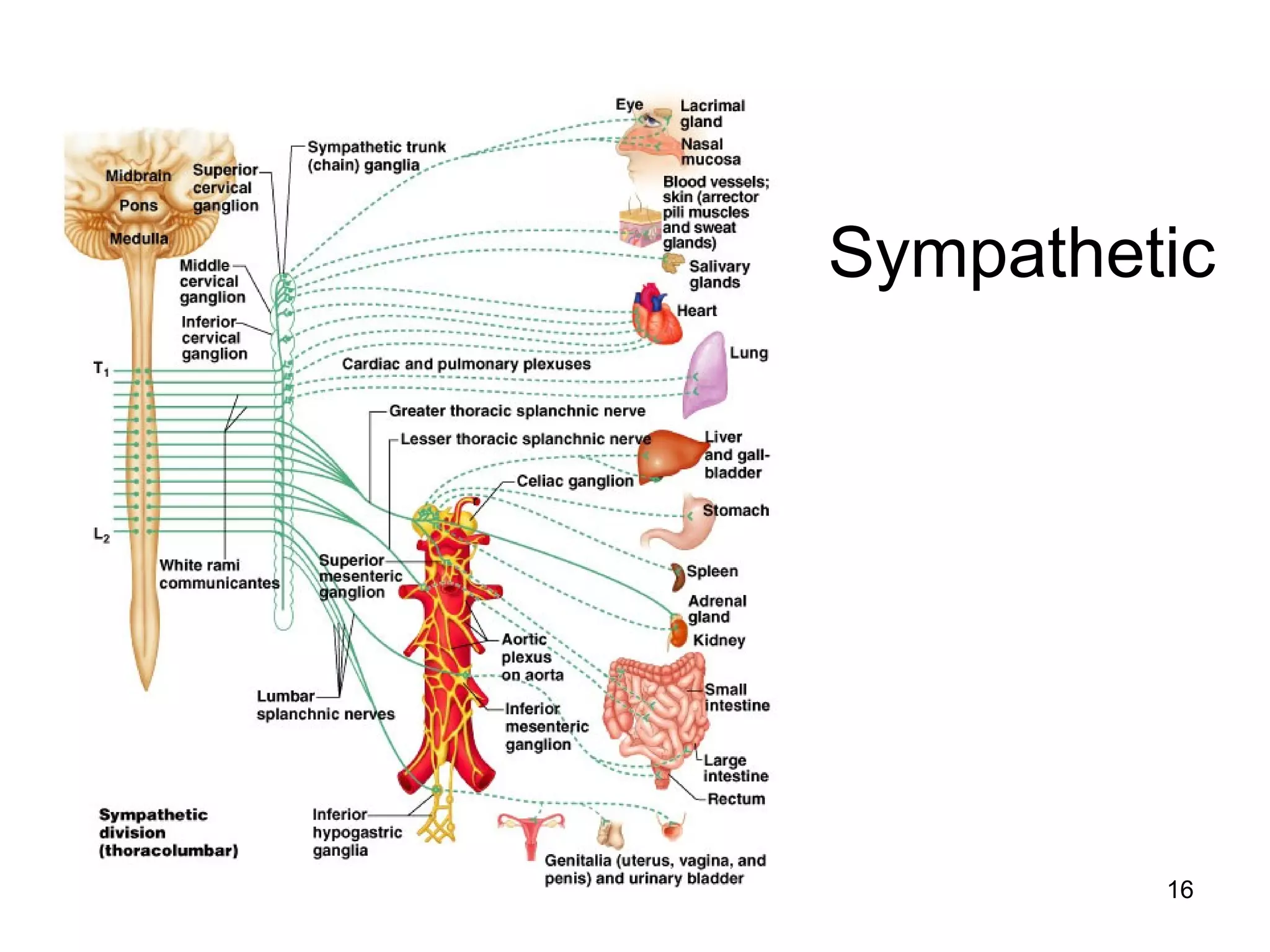 16
Sympathetic
 