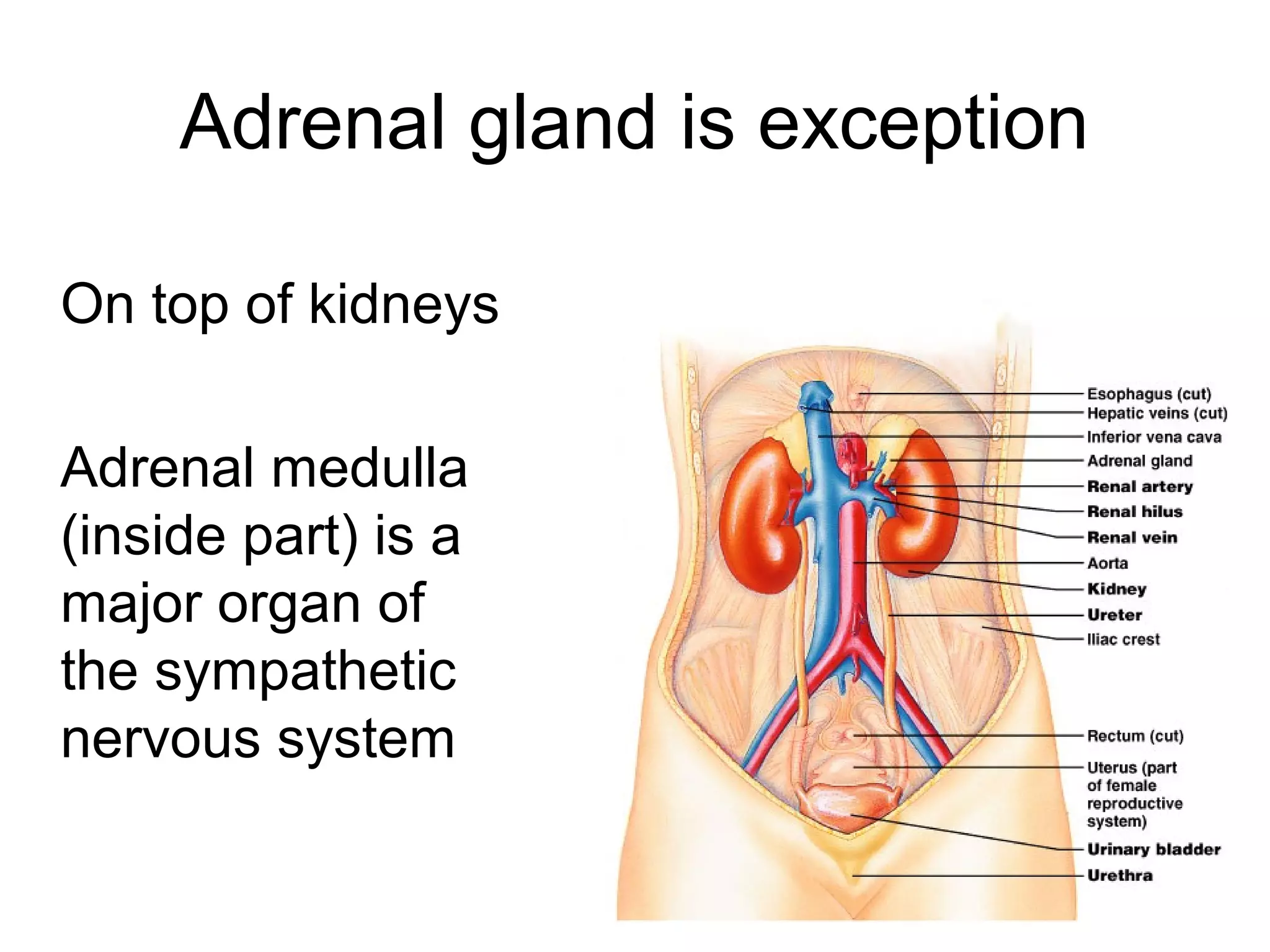 17
Adrenal gland is exception
On top of kidneys
Adrenal medulla
(inside part) is a
major organ of
the sympathetic
nervous system
 