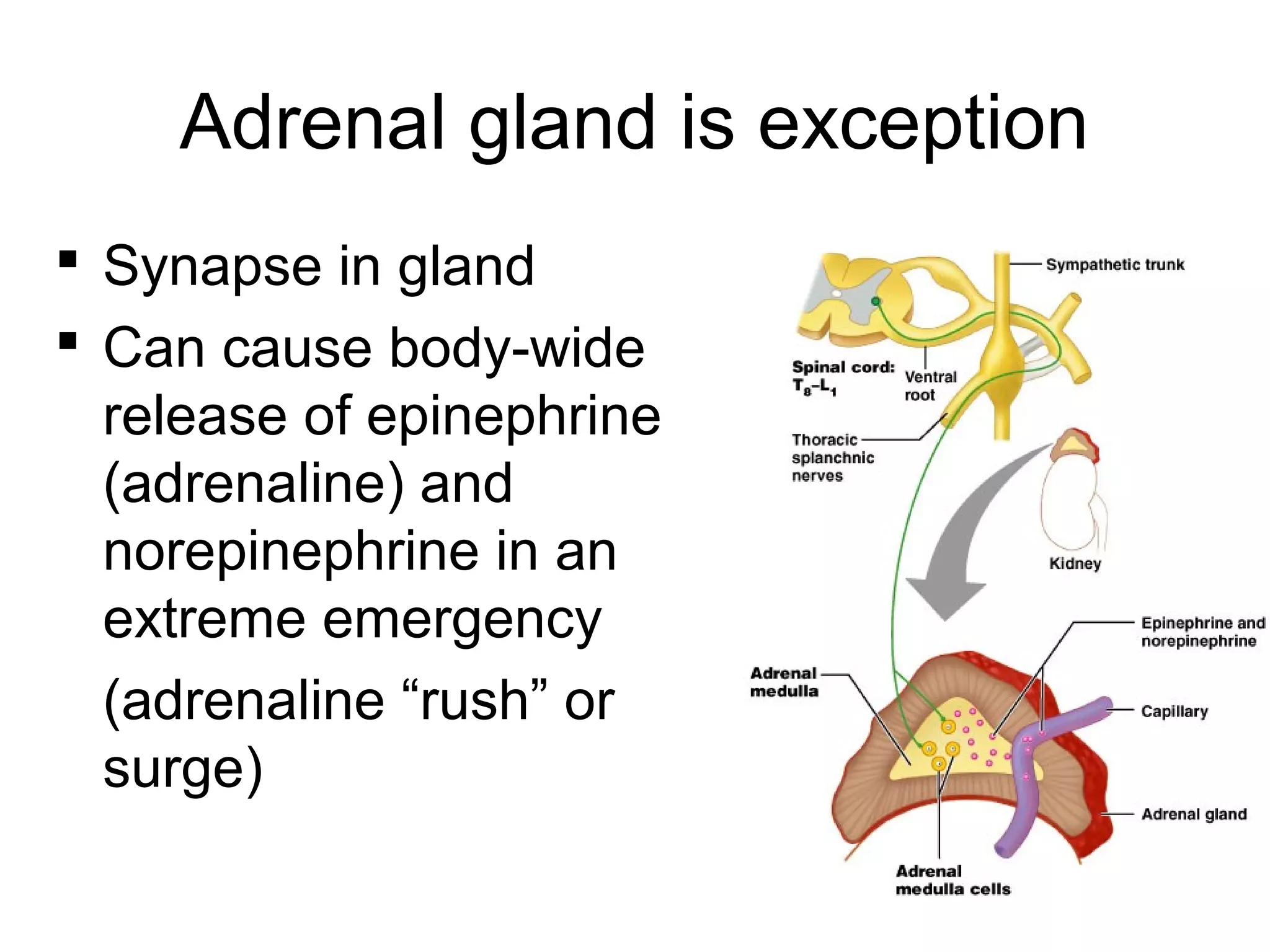 18
Adrenal gland is exception
 Synapse in gland
 Can cause body-wide
release of epinephrine
(adrenaline) and
norepinephrine in an
extreme emergency
(adrenaline “rush” or
surge)
 
