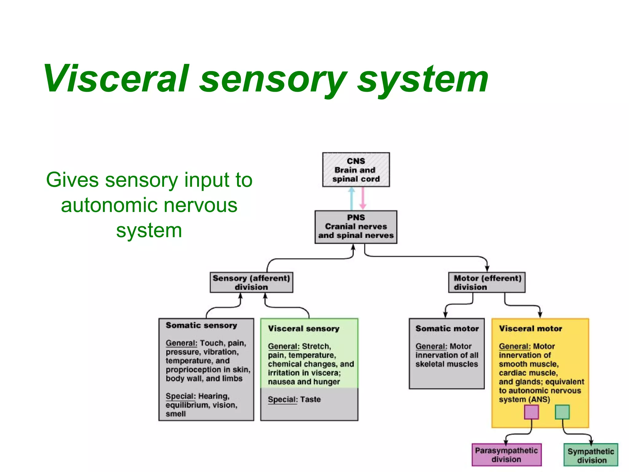 20
Visceral sensory system
Gives sensory input to
autonomic nervous
system
 