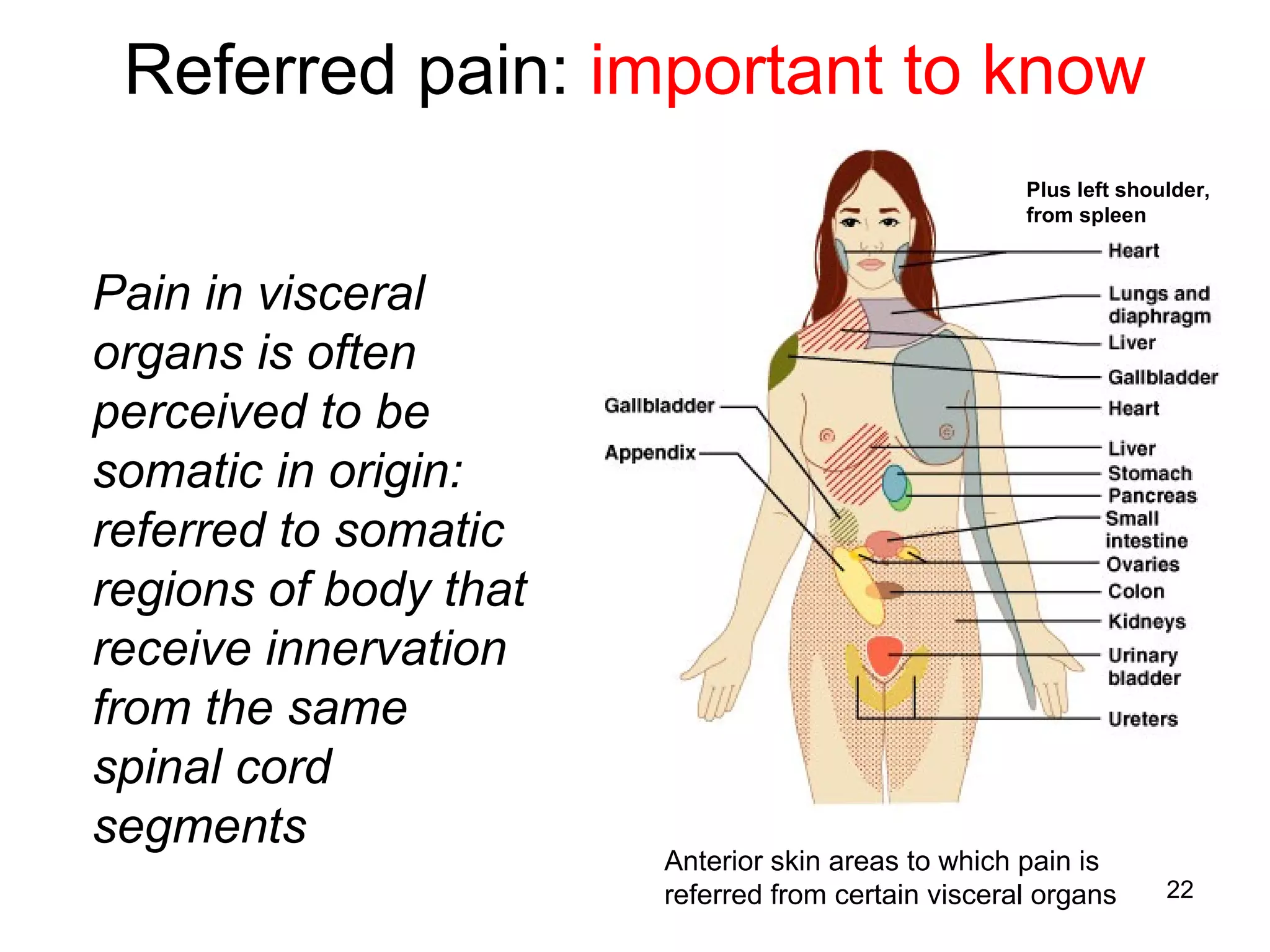 22
Referred pain: important to know
Pain in visceral
organs is often
perceived to be
somatic in origin:
referred to somatic
regions of body that
receive innervation
from the same
spinal cord
segments
Plus left shoulder,
from spleen
Anterior skin areas to which pain is
referred from certain visceral organs
 
