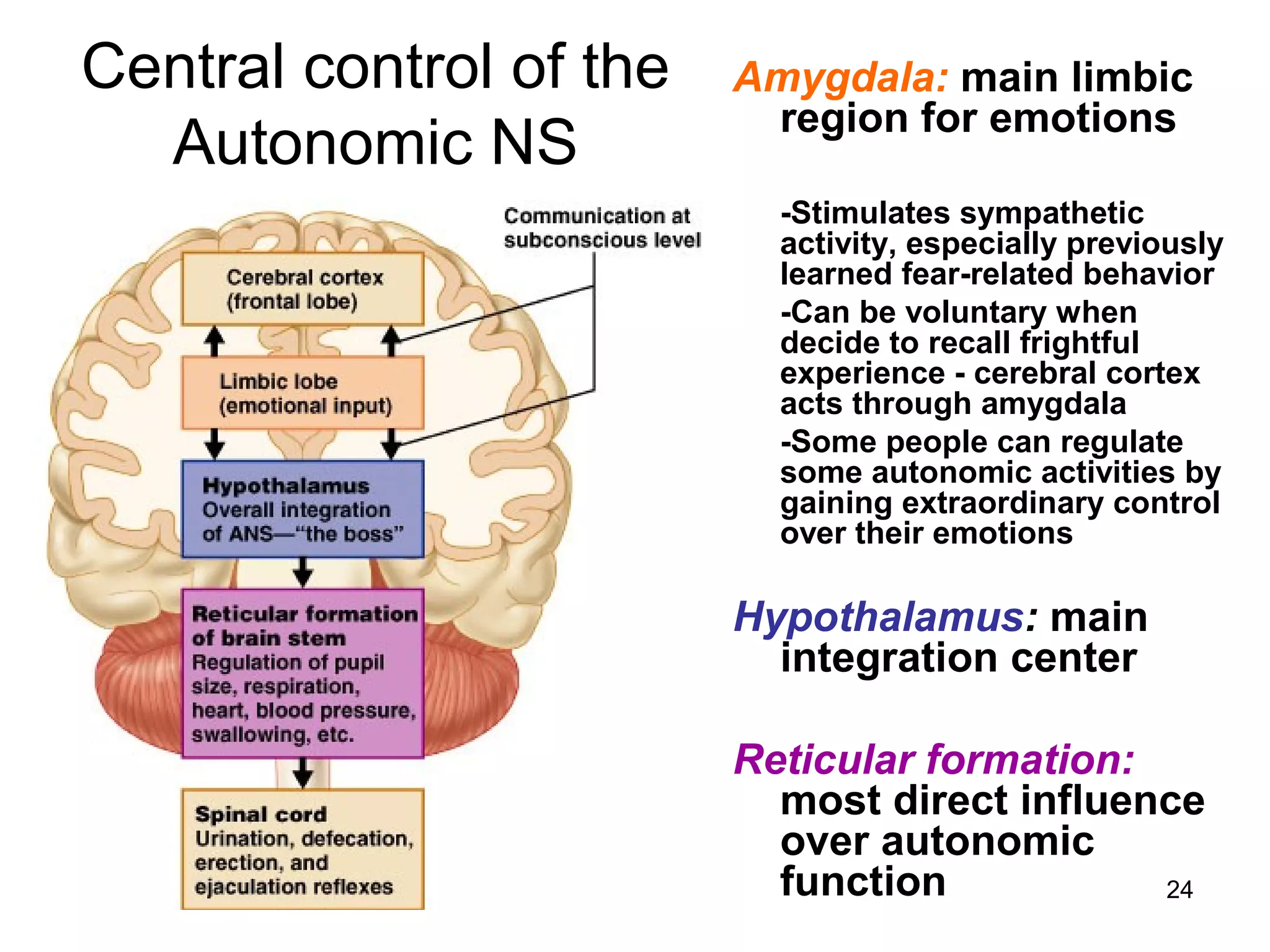 24
Central control of the
Autonomic NS
Amygdala: main limbic
region for emotions
-Stimulates sympathetic
activity, especially previously
learned fear-related behavior
-Can be voluntary when
decide to recall frightful
experience - cerebral cortex
acts through amygdala
-Some people can regulate
some autonomic activities by
gaining extraordinary control
over their emotions
Hypothalamus: main
integration center
Reticular formation:
most direct influence
over autonomic
function
 