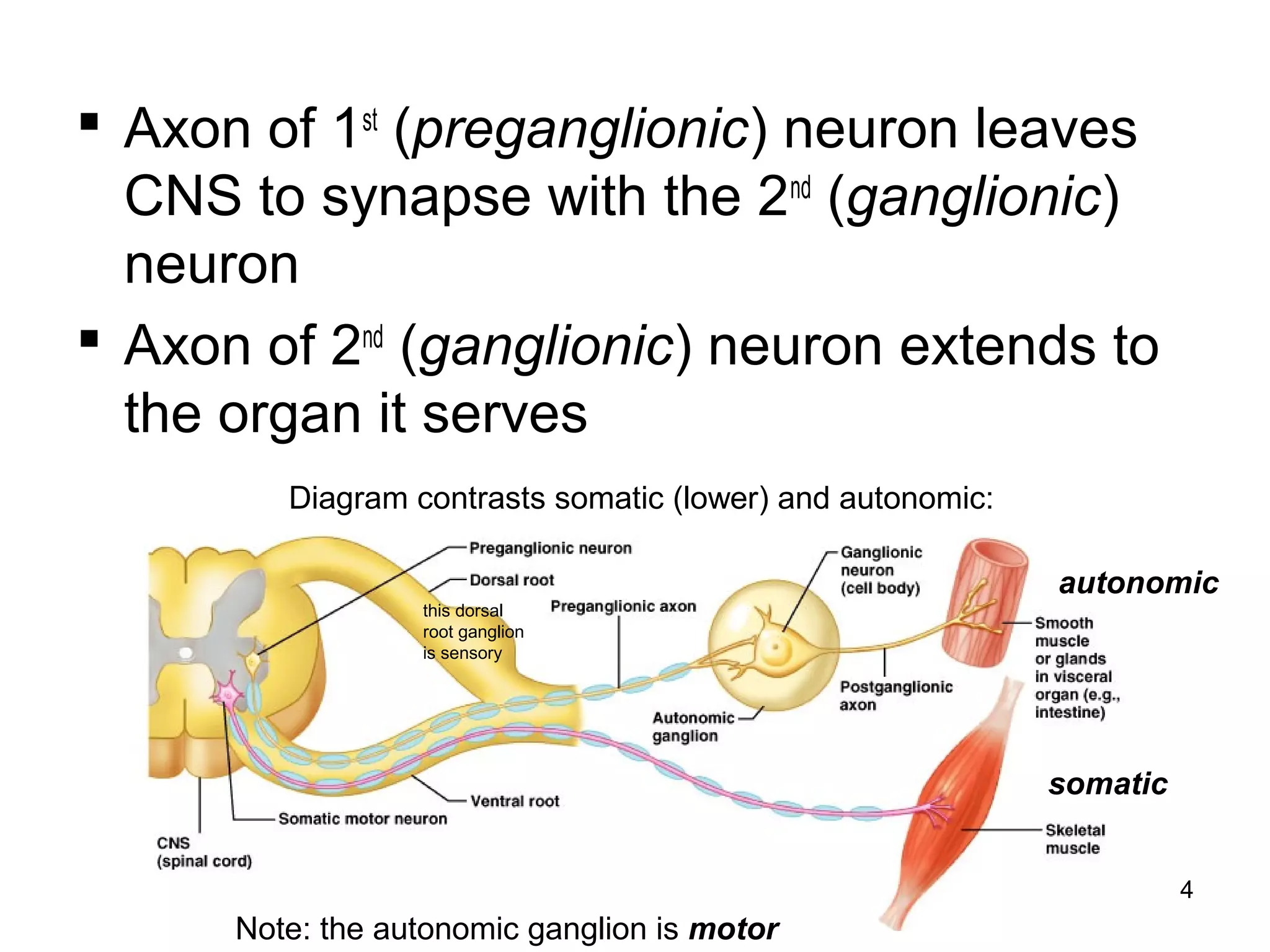 4
 Axon of 1st
(preganglionic) neuron leaves
CNS to synapse with the 2nd
(ganglionic)
neuron
 Axon of 2nd
(ganglionic) neuron extends to
the organ it serves
Diagram contrasts somatic (lower) and autonomic:
autonomic
somatic
Note: the autonomic ganglion is motor
this dorsal
root ganglion
is sensory
 