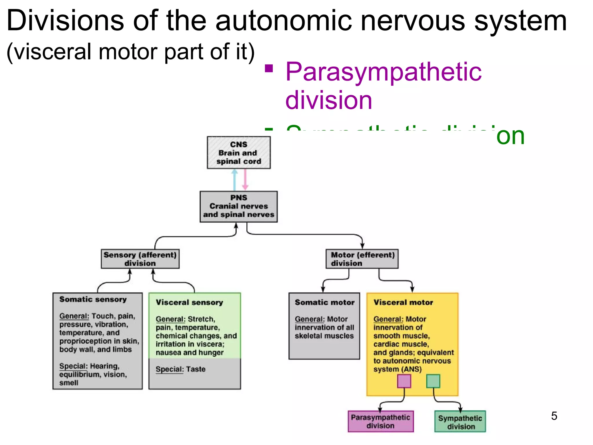 5
Divisions of the autonomic nervous system
(visceral motor part of it)
 Parasympathetic
division
 Sympathetic division
 