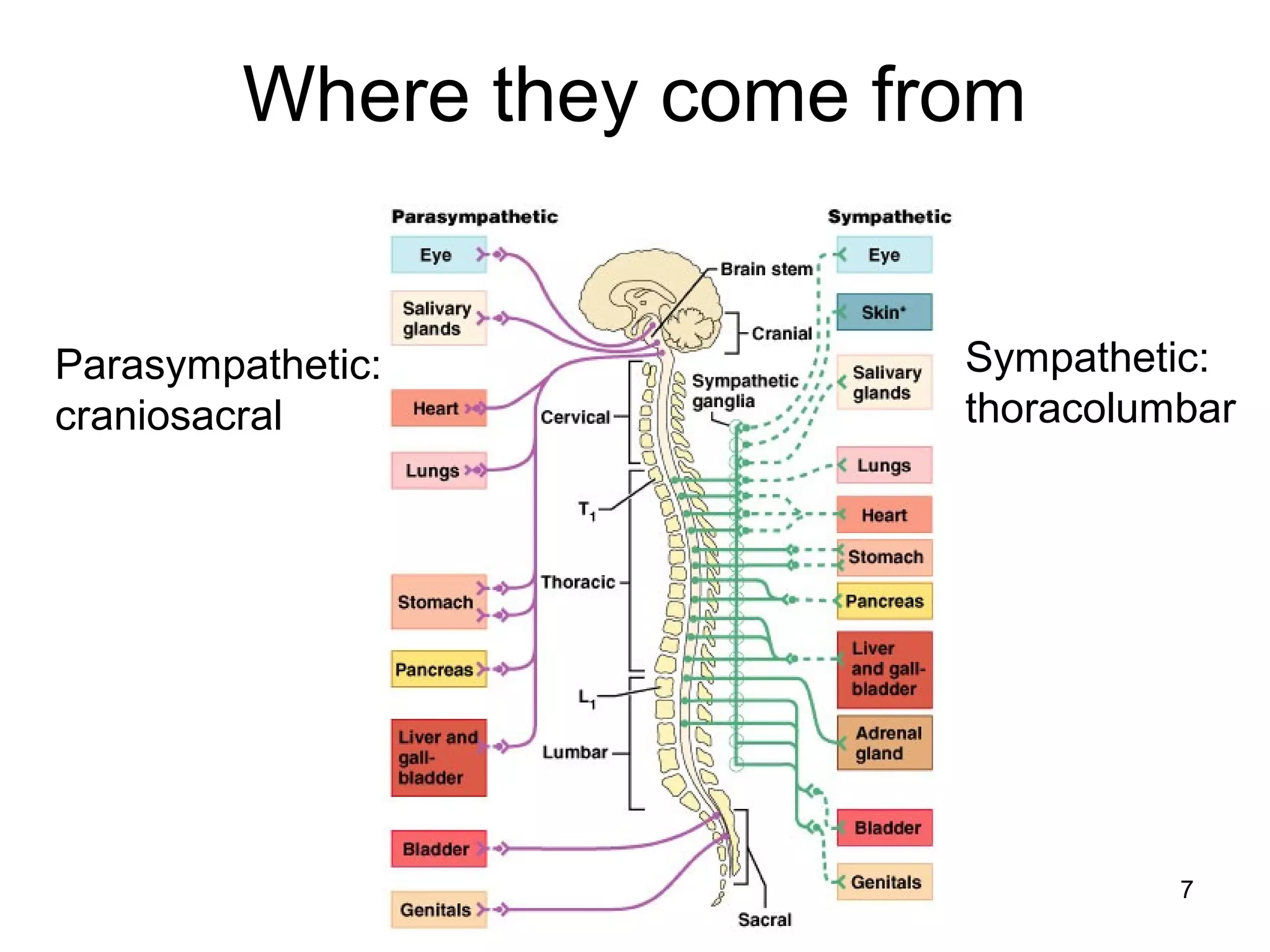 7
Where they come from
Parasympathetic:
craniosacral
Sympathetic:
thoracolumbar
 