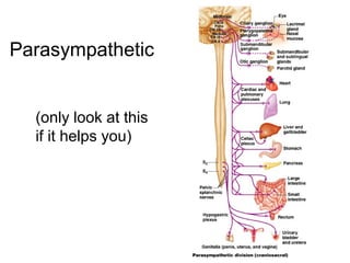 10
Parasympathetic
(only look at this
if it helps you)
 