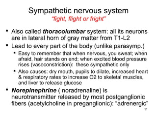 11
Sympathetic nervous system
“fight, flight or fright”
 Also called thoracolumbar system: all its neurons
are in lateral horn of gray matter from T1-L2
 Lead to every part of the body (unlike parasymp.)
 Easy to remember that when nervous, you sweat; when
afraid, hair stands on end; when excited blood pressure
rises (vasoconstriction): these sympathetic only
 Also causes: dry mouth, pupils to dilate, increased heart
& respiratory rates to increase O2 to skeletal muscles,
and liver to release glucose
 Norepinephrine ( noradrenaline) is
neurotransmitter released by most postganglionic
fibers (acetylcholine in preganglionic): “adrenergic”
 