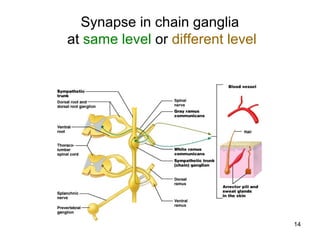 14
Synapse in chain ganglia
at same level or different level
 