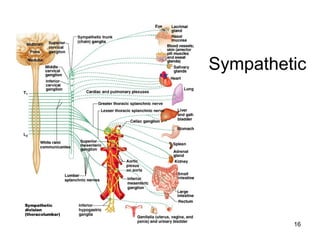 16
Sympathetic
 