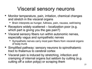21
Visceral sensory neurons
 Monitor temperature, pain, irritation, chemical changes
and stretch in the visceral organs
 Brain interprets as hunger, fullness, pain, nausea, well-being
 Receptors widely scattered – localization poor (e.g.
which part is giving you the gas pain?)
 Visceral sensory fibers run within autonomic nerves,
especially vagus and sympathetic nerves
 Sympathetic nerves carry most pain fibers from visceral organs
of body trunk
 Simplified pathway: sensory neurons to spinothalamic
tract to thalamus to cerebral cortex
 Visceral pain is induced by stretching, infection and
cramping of internal organs but seldom by cutting (e.g.
cutting off a colon polyp) or scraping them
 