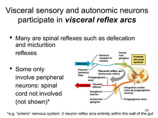 23
Visceral sensory and autonomic neurons
participate in visceral reflex arcs
 Many are spinal reflexes such as defecation
and micturition
reflexes
 Some only
involve peripheral
neurons: spinal
cord not involved
(not shown)*
*e.g. “enteric” nervous system: 3 neuron reflex arcs entirely within the wall of the gut
 