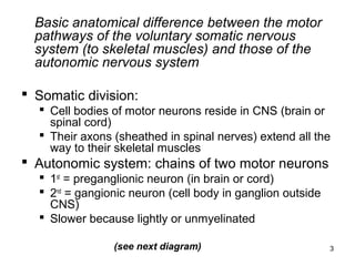 3
Basic anatomical difference between the motor
pathways of the voluntary somatic nervous
system (to skeletal muscles) and those of the
autonomic nervous system
 Somatic division:
 Cell bodies of motor neurons reside in CNS (brain or
spinal cord)
 Their axons (sheathed in spinal nerves) extend all the
way to their skeletal muscles
 Autonomic system: chains of two motor neurons
 1st
= preganglionic neuron (in brain or cord)
 2nd
= gangionic neuron (cell body in ganglion outside
CNS)
 Slower because lightly or unmyelinated
(see next diagram)
 