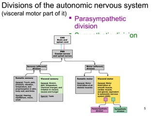 5
Divisions of the autonomic nervous system
(visceral motor part of it)
 Parasympathetic
division
 Sympathetic division
 