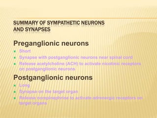 SUMMARY OF SYMPATHETIC NEURONS
AND SYNAPSES
Preganglionic neurons
 Short
 Synapse with postganglionic neurons near spinal cord
 Release acetylcholine (ACH) to activate nicotinic receptors
on postganglionic neurons
Postganglionic neurons
 Long
 Synapse on the target organ
 Release norepinephrine to activate adrenergic receptors on
target organs
 