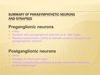 SUMMARY OF PARASYMPATHETIC NEURONS
AND SYNAPSES
Preganglionic neurons
 Long
 Synapse with postganglionic neurons at or near organ
 Release acetylcholine (ACH) to activate nicotinic receptors on
postganglionic neurons
Postganglionic neurons
 Short
 Synapse on the target organ
 Release acetylcholine (ACH) to activate muscarinic receptors
on the target organ
 