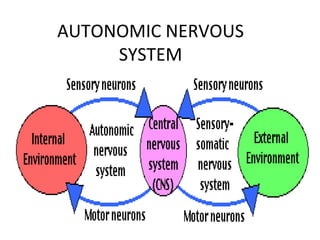 AUTONOMIC NERVOUS
SYSTEM
 