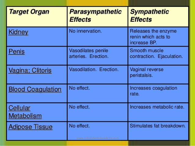 Autonomic nervous system/cosmetic dentistry courses