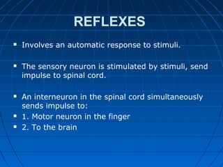 REFLEXES
 Involves an automatic response to stimuli.
 The sensory neuron is stimulated by stimuli, send
impulse to spinal cord.
 An interneuron in the spinal cord simultaneously
sends impulse to:
 1. Motor neuron in the finger
 2. To the brain
 