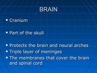 BRAINBRAIN
 CraniumCranium
 Part of the skullPart of the skull
 Protects the brain and neural archesProtects the brain and neural arches
 Triple layer of meningesTriple layer of meninges
 The membranes that cover the brainThe membranes that cover the brain
and spinal cordand spinal cord
 