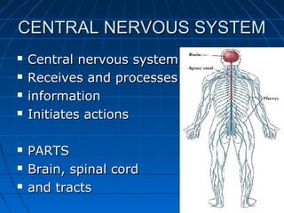 CENTRAL NERVOUS SYSTEMCENTRAL NERVOUS SYSTEM
 Central nervous systemCentral nervous system
 Receives and processesReceives and processes
 informationinformation
 Initiates actionsInitiates actions
 PARTSPARTS
 Brain, spinal cordBrain, spinal cord
 and tractsand tracts
 