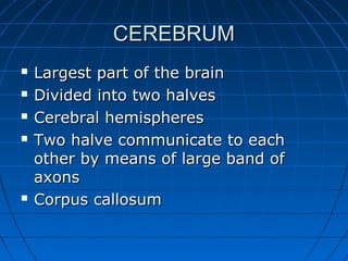 CEREBRUMCEREBRUM
 Largest part of the brainLargest part of the brain
 Divided into two halvesDivided into two halves
 Cerebral hemispheresCerebral hemispheres
 Two halve communicate to eachTwo halve communicate to each
other by means of large band ofother by means of large band of
axonsaxons
 Corpus callosumCorpus callosum
 