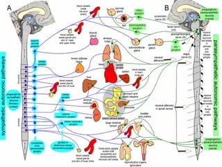 Autonomic nervous system