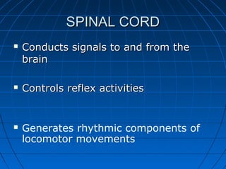 SPINAL CORDSPINAL CORD
 Conducts signals to and from theConducts signals to and from the
brainbrain
 Controls reflex activitiesControls reflex activities
 Generates rhythmic components of
locomotor movements
 