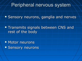 Peripheral nervous systemPeripheral nervous system
 Sensory neurons, ganglia and nervesSensory neurons, ganglia and nerves
 Transmits signals between CNS andTransmits signals between CNS and
rest of the bodyrest of the body
 Motor neuronsMotor neurons
 Sensory neuronsSensory neurons
 