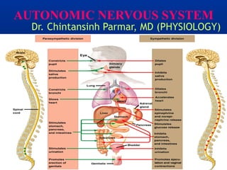 AUTONOMIC NERVOUS SYSTEM
Dr. Chintansinh Parmar, MD (PHYSIOLOGY)
 