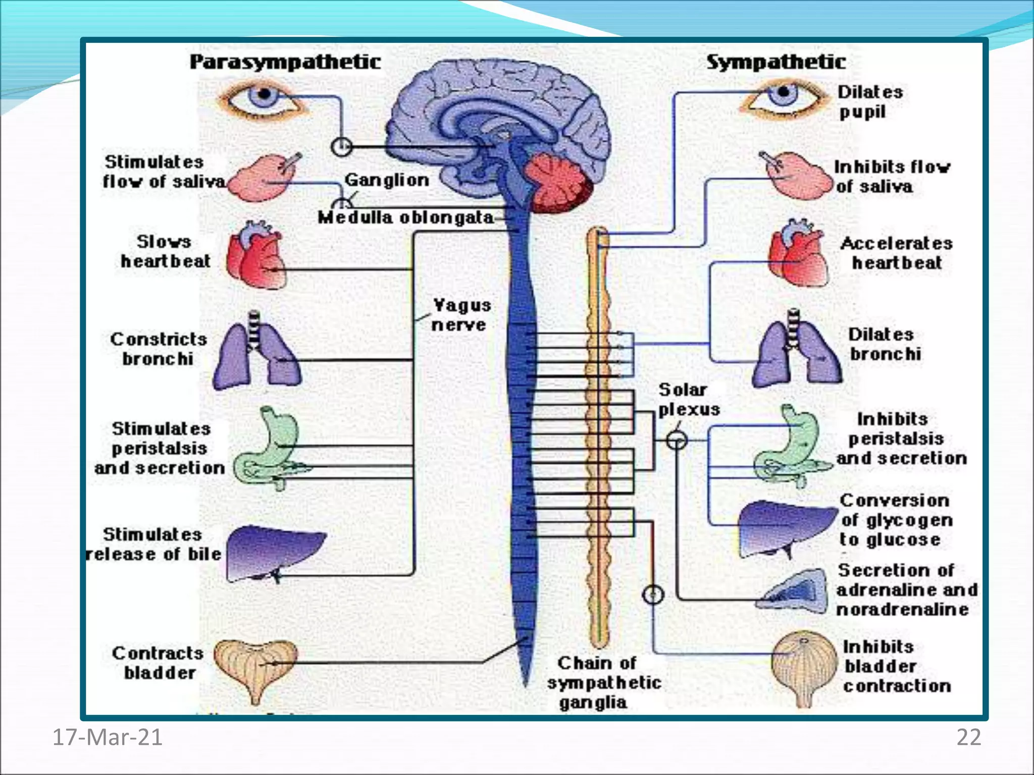 Autonomic nervous system | PPT