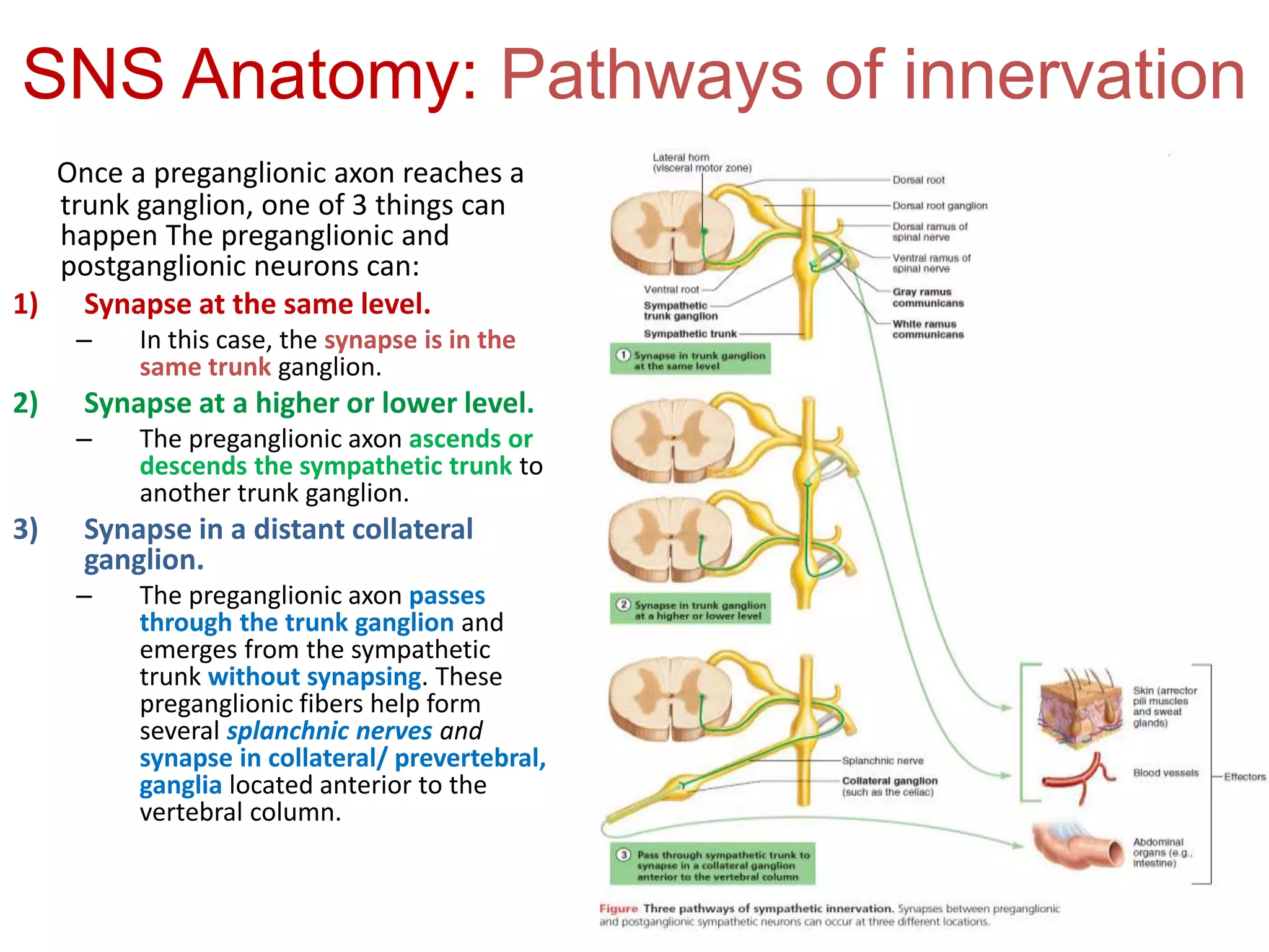 Anatomy & physiology of the Autonomic nervous system | PPTX