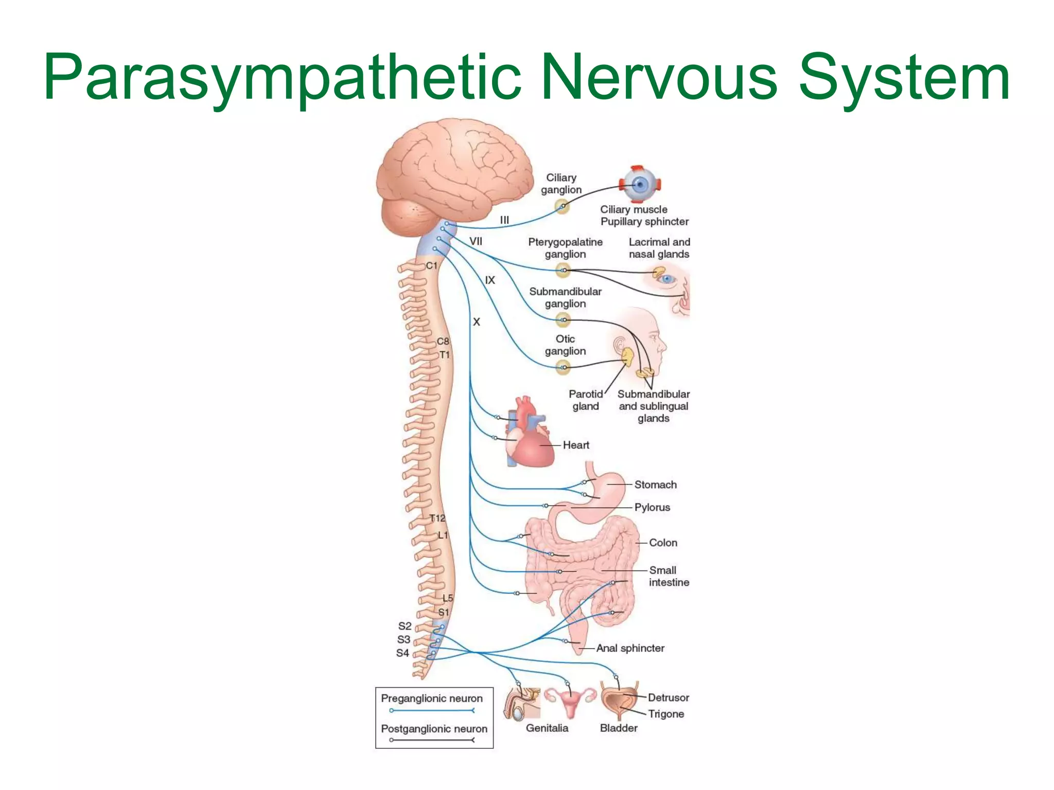 ANATOMY AND PHYSIOLOGY OF THE AUTONOMIC NERVOUS SYSTEM visual data 6