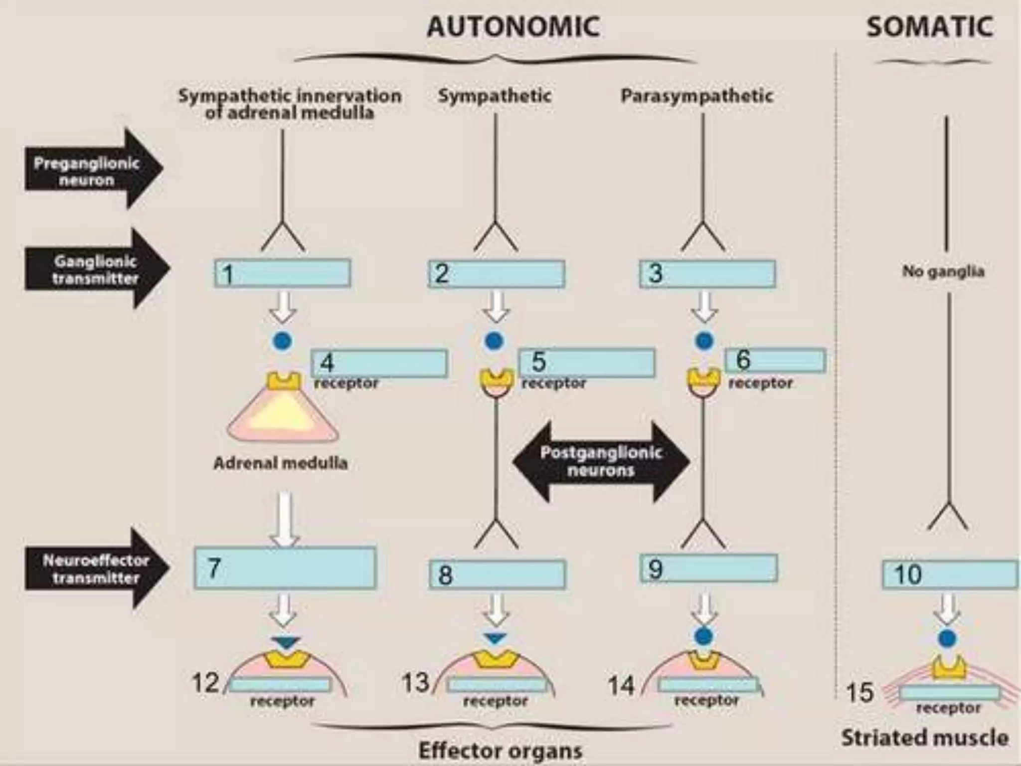 Autonomic nervous system.pptx