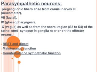 Parasympathetic neurons:
preganglionic fibers arise from cranial nerves III
(oculomotor),
VII (facial),
IX (glossopharyngeal),
X (vagus) as well as from the sacral region (S2 to S4) of the
spinal cord synapse in ganglia near or on the effector
organs.
REST and digest
Maintenance function
Counterbalance sympathatic function
 