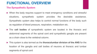 FUNCTIONAL OVERVIEW
The Sympathetic System
 When the body requires support to meet emergency conditions and stressful
situations, sympathetic system provides the desirable assistance.
Sympathetic system also helps to control normal functions of the body such
as regulation of blood pressure, respiration, metabolism etc.
 The cell bodies of sympathetic system are located in the thoracic and
abdominal segments of the spinal cord and sympathetic ganglia are present
as a chain close to the vertebral column.
 This system is also termed as the thoracolumbar division of the ANS for the
location of the ganglia and cell bodies of neurons at thoracic and lumbar
segments of spinal cord
 
