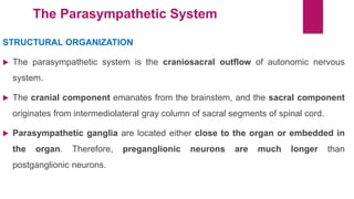 The Parasympathetic System
STRUCTURAL ORGANIZATION
 The parasympathetic system is the craniosacral outflow of autonomic nervous
system.
 The cranial component emanates from the brainstem, and the sacral component
originates from intermediolateral gray column of sacral segments of spinal cord.
 Parasympathetic ganglia are located either close to the organ or embedded in
the organ. Therefore, preganglionic neurons are much longer than
postganglionic neurons.
 