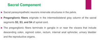 Sacral Component
 Sacral parasympathetic neurons innervate structures in the pelvis.
 Preganglionic fibers originate in the intermediolateral gray column of the sacral
segments S2, S3, and S4 of spinal cord.
 The preganglionic fibers terminate in ganglia in or near the viscera that include
descending colon, sigmoid colon, rectum, internal anal sphincter, urinary bladder
and the reproductive organs.
 