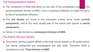 The Parasympathetic System
 The component of ANS that works by the side of the sympathetic system is the
parasympathetic division of ANS. It has a reciprocal influence on organ functions
to that of sympathetic influence.
 The cell bodies are found in the brainstem cranial nerve nuclei (cranial
component), and in the most caudal part of the spinal cord (spinal or sacral
component).
 Hence, it is also termed as craniosacral division of ANS.
The Enteric Nervous System
 The enteric nervous system (ENS) is the local neural network in GI system which
has strong anatomical and physiological link with ANS. Therefore, ENS is
considered as the ‘Third division of ANS’.
 