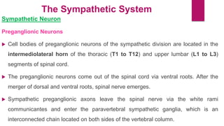 The Sympathetic System
Sympathetic Neuron
Preganglionic Neurons
 Cell bodies of preganglionic neurons of the sympathetic division are located in the
intermediolateral horn of the thoracic (T1 to T12) and upper lumbar (L1 to L3)
segments of spinal cord.
 The preganglionic neurons come out of the spinal cord via ventral roots. After the
merger of dorsal and ventral roots, spinal nerve emerges.
 Sympathetic preganglionic axons leave the spinal nerve via the white rami
communicantes and enter the paravertebral sympathetic ganglia, which is an
interconnected chain located on both sides of the vertebral column.
 