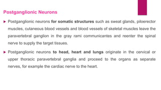Postganglionic Neurons
 Postganglionic neurons for somatic structures such as sweat glands, piloerector
muscles, cutaneous blood vessels and blood vessels of skeletal muscles leave the
paravertebral ganglion in the gray rami communicantes and reenter the spinal
nerve to supply the target tissues.
 Postganglionic neurons to head, heart and lungs originate in the cervical or
upper thoracic paravertebral ganglia and proceed to the organs as separate
nerves, for example the cardiac nerve to the heart.
 