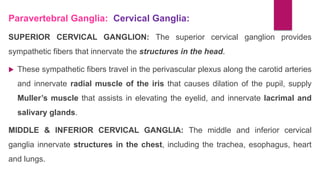 Paravertebral Ganglia: Cervical Ganglia:
SUPERIOR CERVICAL GANGLION: The superior cervical ganglion provides
sympathetic fibers that innervate the structures in the head.
 These sympathetic fibers travel in the perivascular plexus along the carotid arteries
and innervate radial muscle of the iris that causes dilation of the pupil, supply
Muller’s muscle that assists in elevating the eyelid, and innervate lacrimal and
salivary glands.
MIDDLE & INFERIOR CERVICAL GANGLIA: The middle and inferior cervical
ganglia innervate structures in the chest, including the trachea, esophagus, heart
and lungs.
 