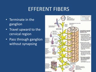 EFFERENT FIBERS
• Terminate in the
ganglion
• Travel upward to the
cervical region
• Pass through ganglion
without synapsing
 