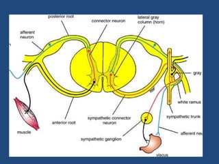 Autonomic Nervous System.pptx